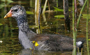 Gallinule poule-d'eau