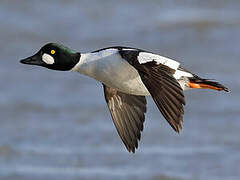 Common Goldeneye