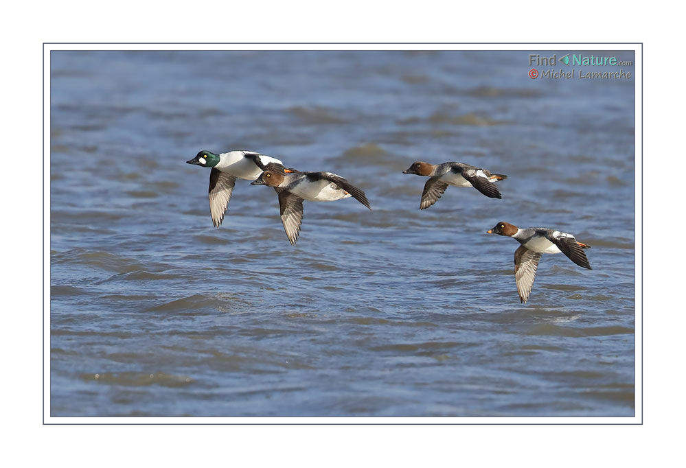 Common Goldeneye, Flight