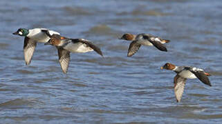 Common Goldeneye