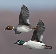 Common Goldeneye