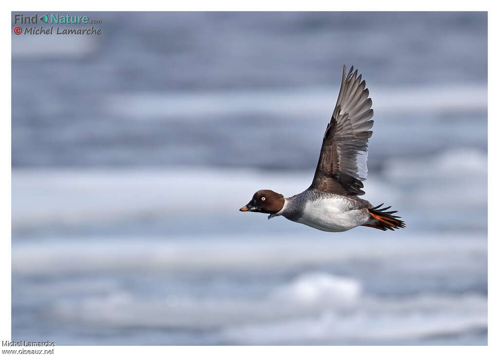 Common Goldeneye female adult, Flight