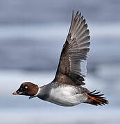 Common Goldeneye