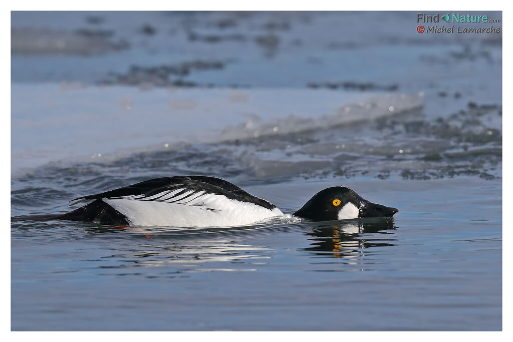 Common Goldeneye male