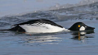 Common Goldeneye