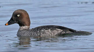 Common Goldeneye