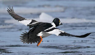 Common Goldeneye