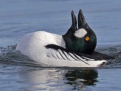 Common Goldeneye