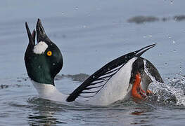 Common Goldeneye