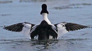 Common Goldeneye