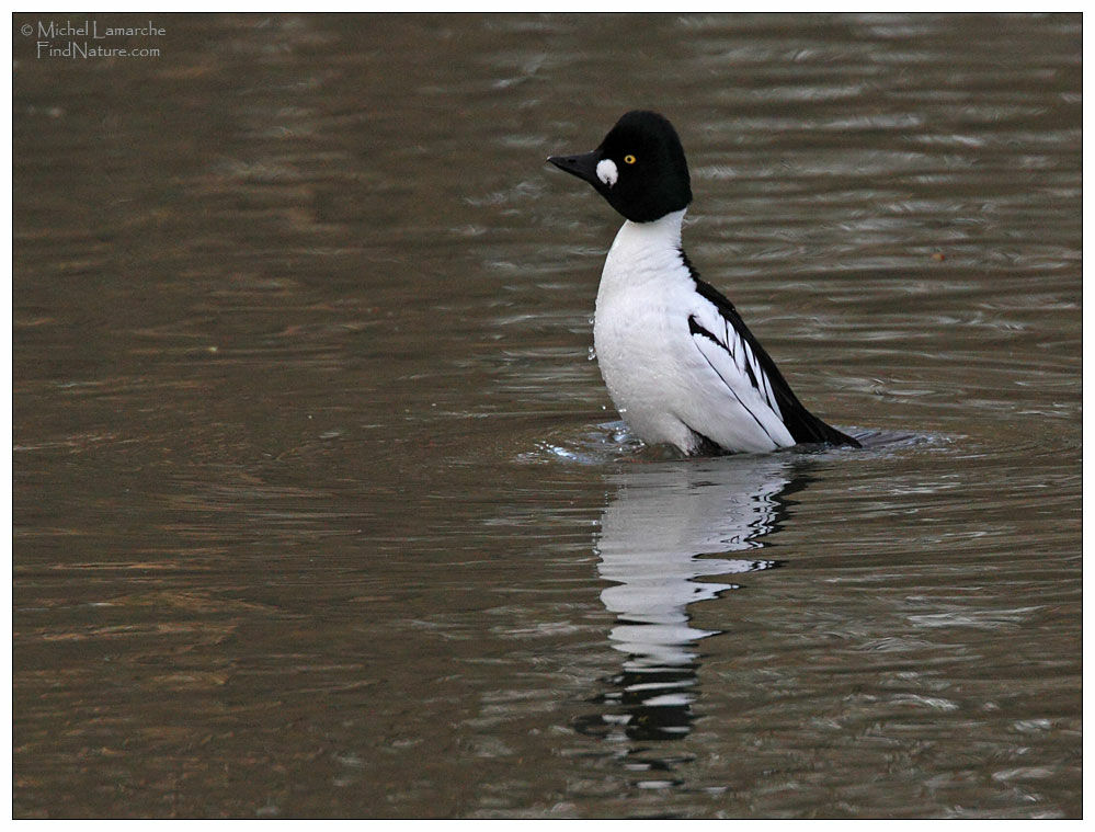 Common Goldeneye male adult