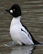 Common Goldeneye