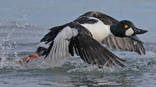 Common Goldeneye