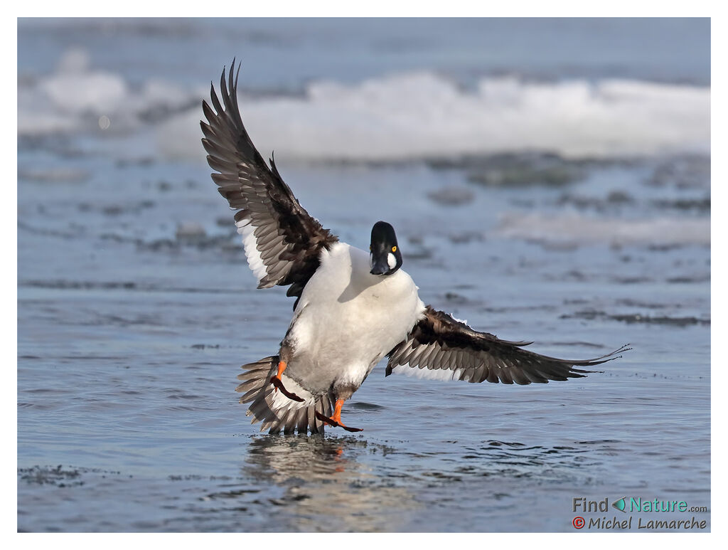 Common Goldeneye male adult breeding, Flight