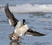 Common Goldeneye