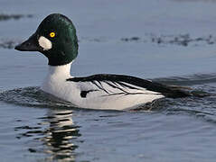 Common Goldeneye