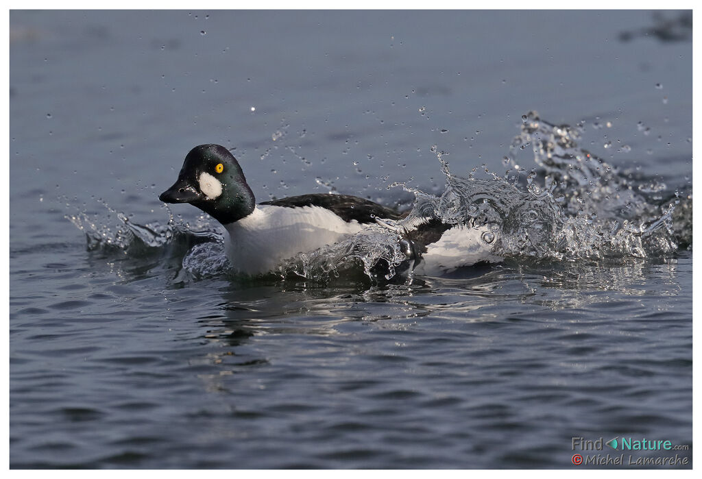 Common Goldeneye male adult breeding