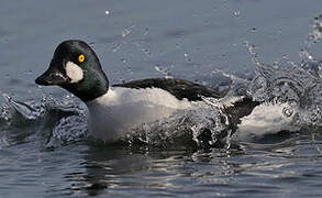 Common Goldeneye