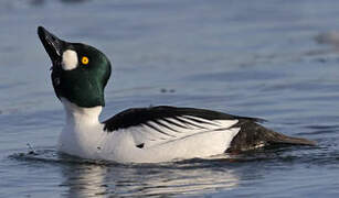 Common Goldeneye