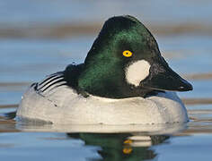 Common Goldeneye