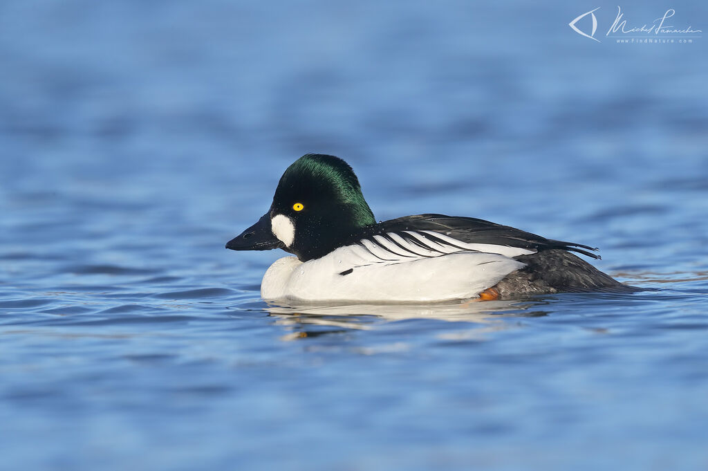 Common Goldeneye male adult