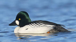 Common Goldeneye