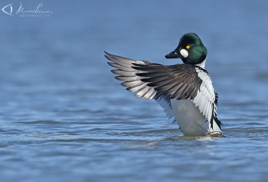 Common Goldeneye male adult