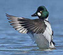 Common Goldeneye