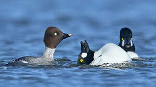 Common Goldeneye