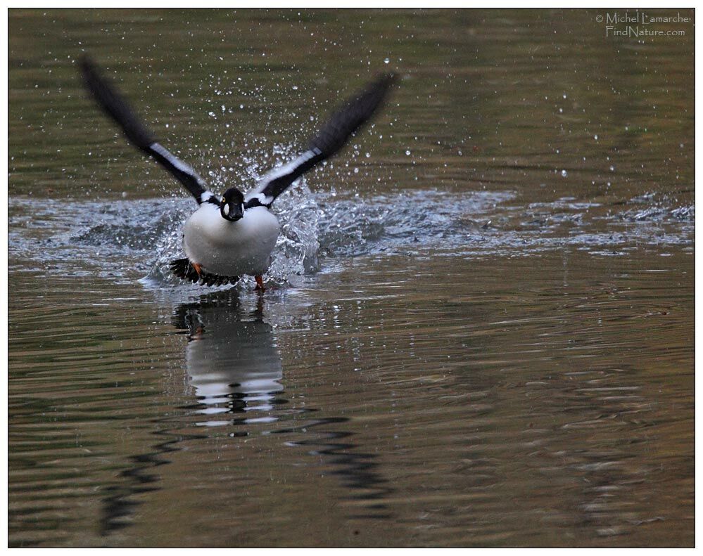 Common Goldeneye male adult