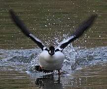 Common Goldeneye