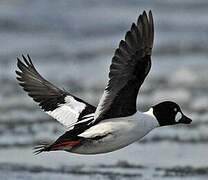 Common Goldeneye