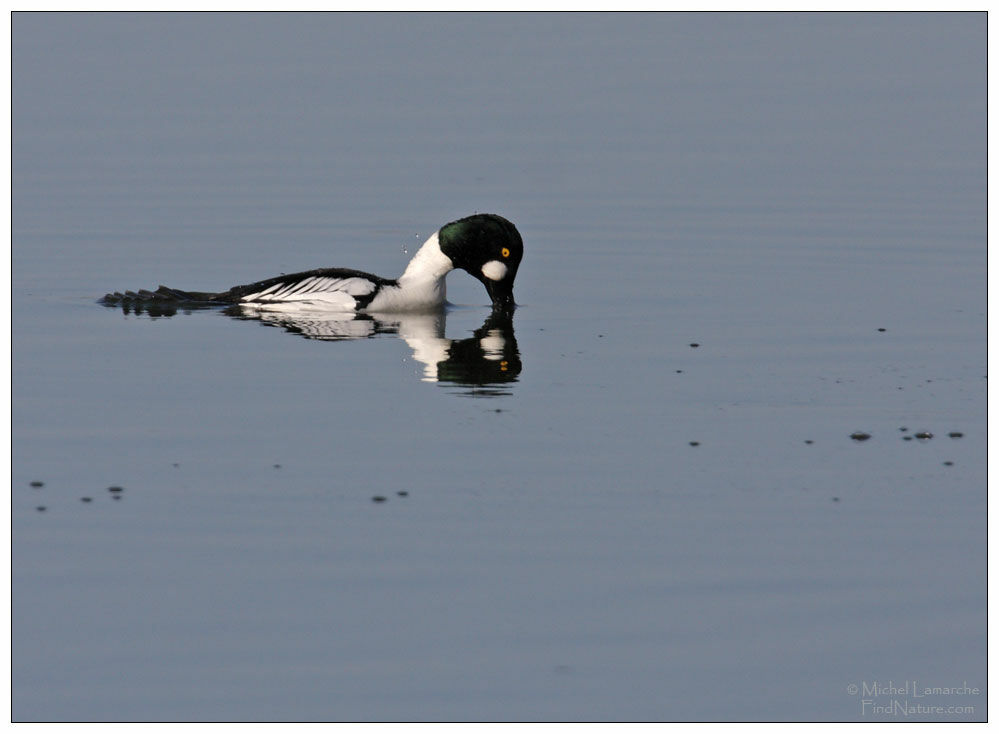 Common Goldeneye male adult