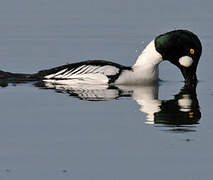 Common Goldeneye