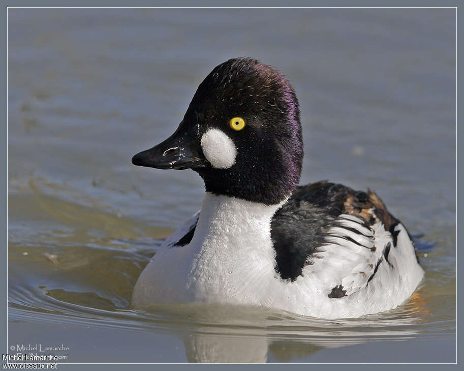 Common Goldeneye male adult breeding, identification