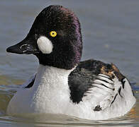 Common Goldeneye