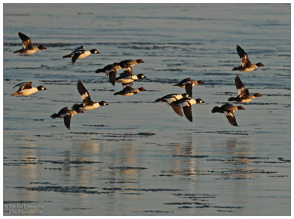 Common Goldeneye