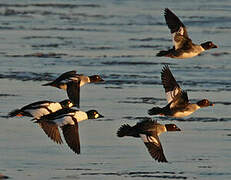 Common Goldeneye