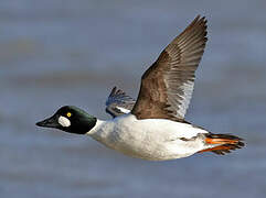 Common Goldeneye