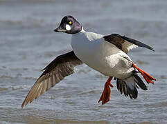 Common Goldeneye