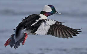 Bufflehead