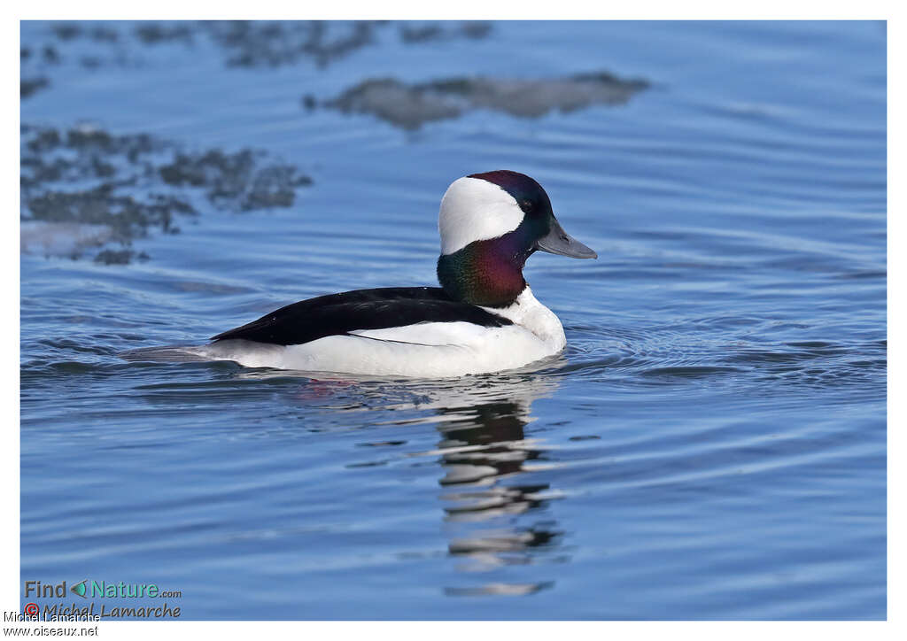 Bufflehead male adult, identification