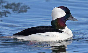 Bufflehead