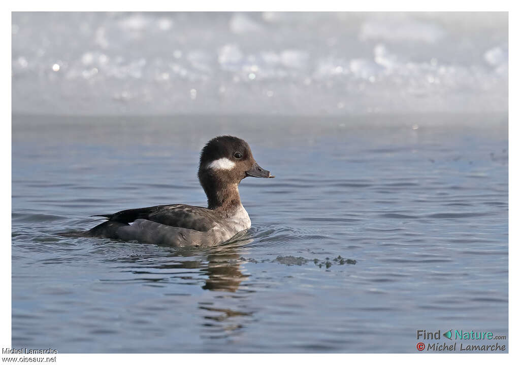 Bufflehead female adult, identification