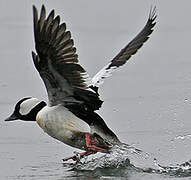 Bufflehead