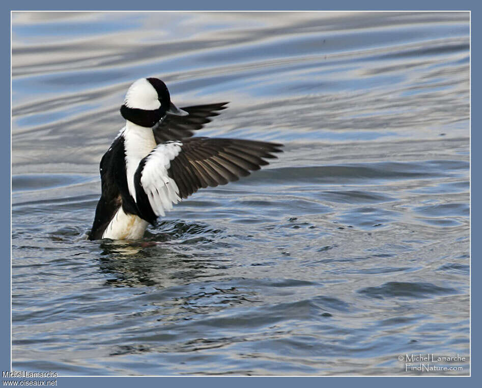 Bufflehead male adult breeding, pigmentation