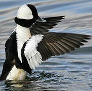 Bufflehead