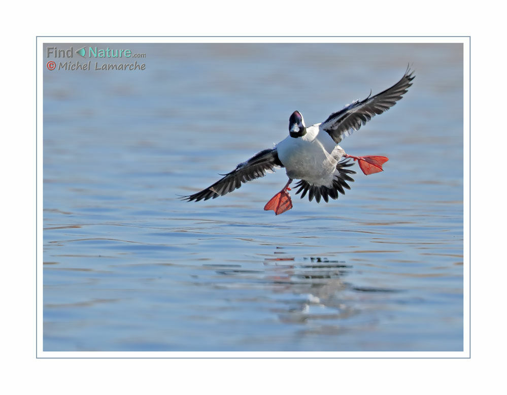 Bufflehead male adult, Flight