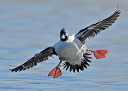 Bufflehead