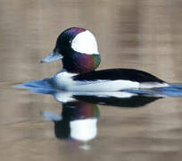 Bufflehead